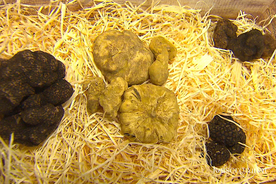 Von links nach rechts: Winter-Edeltrüffel, Weißer Trüffel, Sommertrüffel, Asiatrüffel (o.r.) Bild